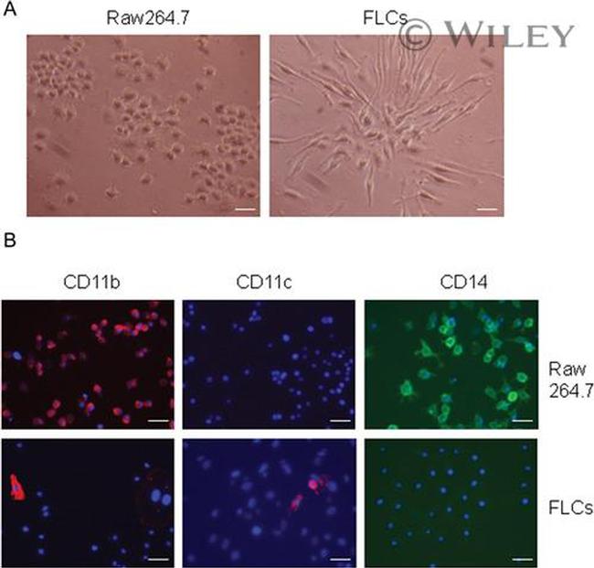 CD11c Antibody in Immunocytochemistry (ICC/IF)