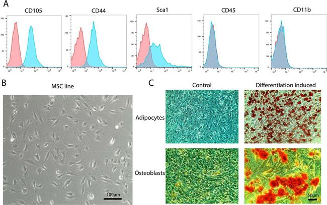 CD105 (Endoglin) Antibody in Flow Cytometry (Flow)