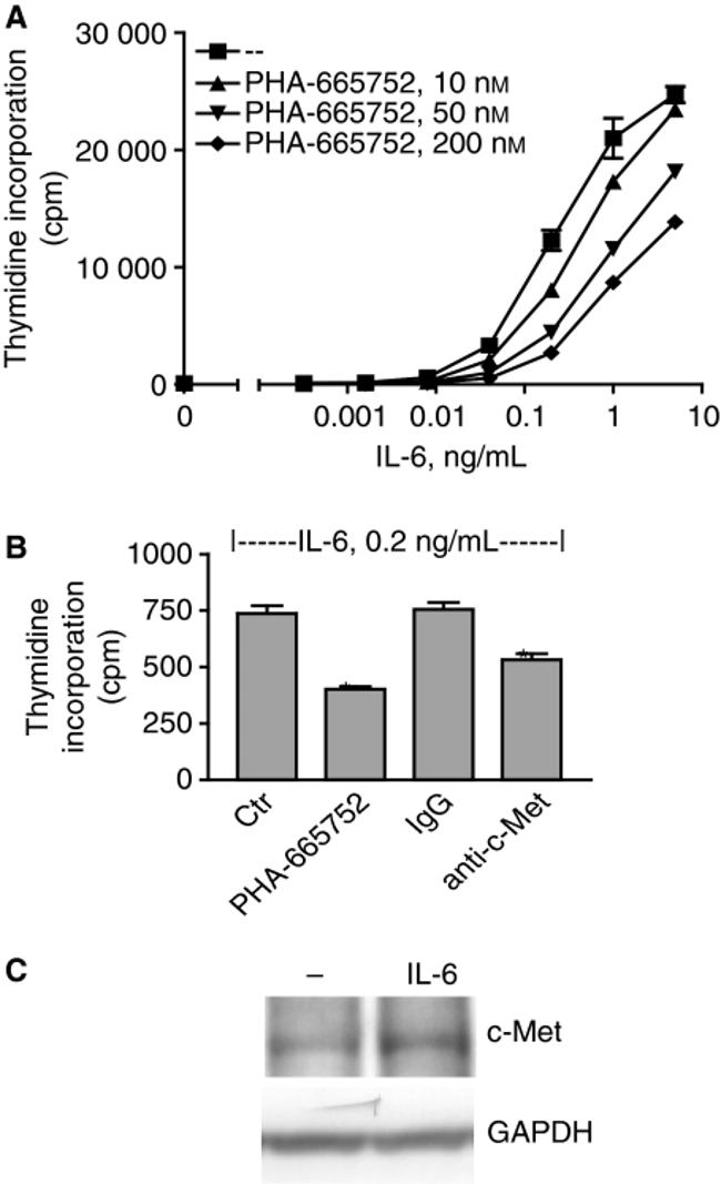 c-Met Antibody in Western Blot (WB)