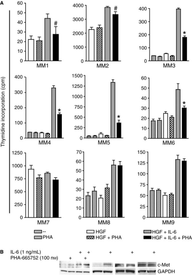 c-Met Antibody in Western Blot (WB)