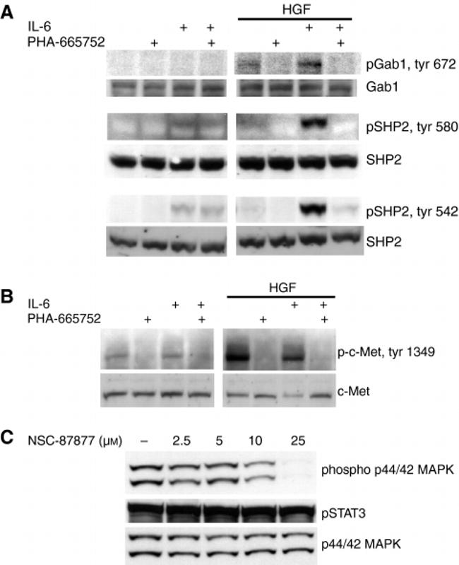 c-Met Antibody in Western Blot (WB)