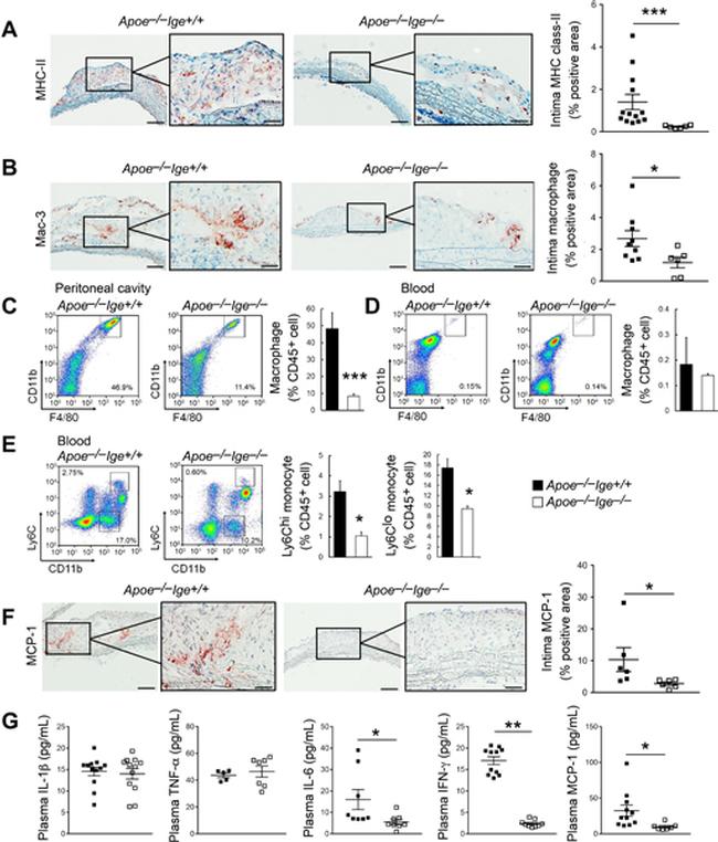 CD11b Antibody in Flow Cytometry (Flow)