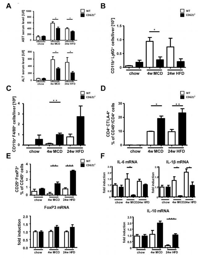 CD11b Antibody in Flow Cytometry (Flow)