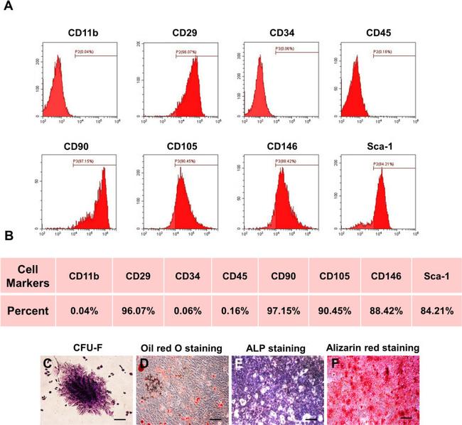 CD90.1 (Thy-1.1) Antibody in Flow Cytometry (Flow)