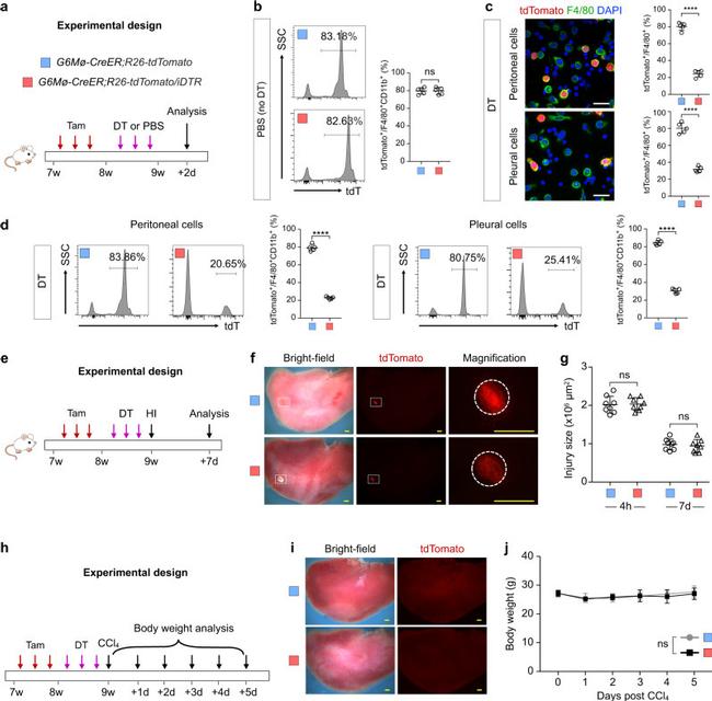 CD11b Antibody in Flow Cytometry (Flow)