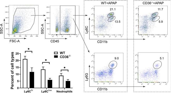 CD11b Antibody in Flow Cytometry (Flow)