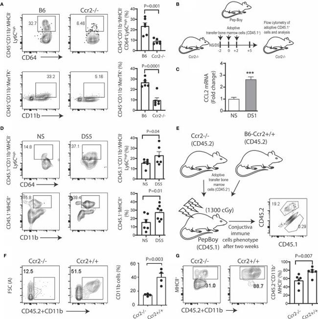 CD11b Antibody in Flow Cytometry (Flow)