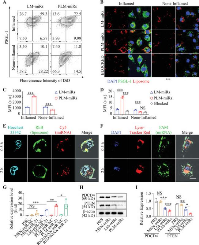 CD162 (PSGL-1) Antibody in Immunocytochemistry, Flow Cytometry (ICC/IF, Flow)