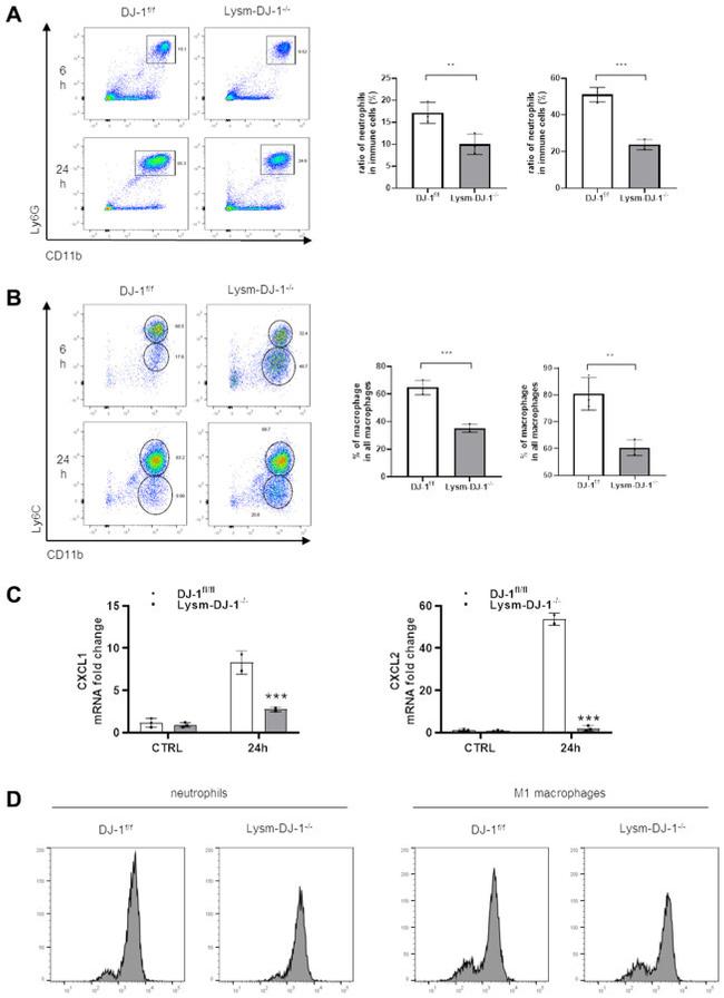 Ly-6C Antibody in Flow Cytometry (Flow)