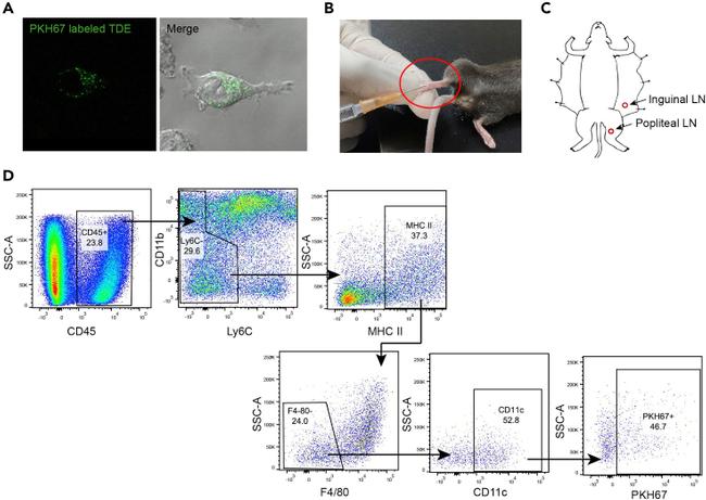 CD11b Antibody in Flow Cytometry (Flow)