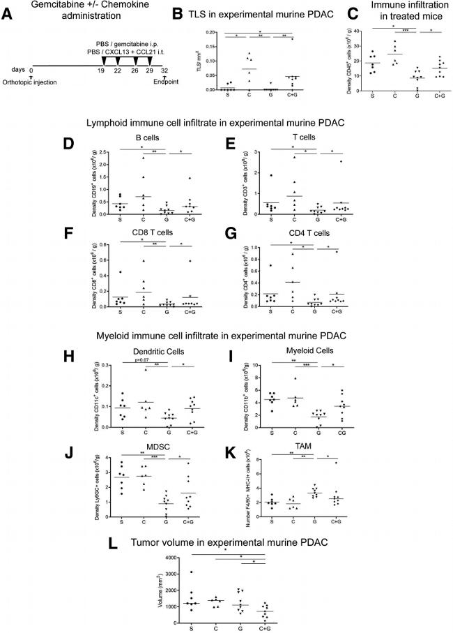 CD11b Antibody in Flow Cytometry (Flow)