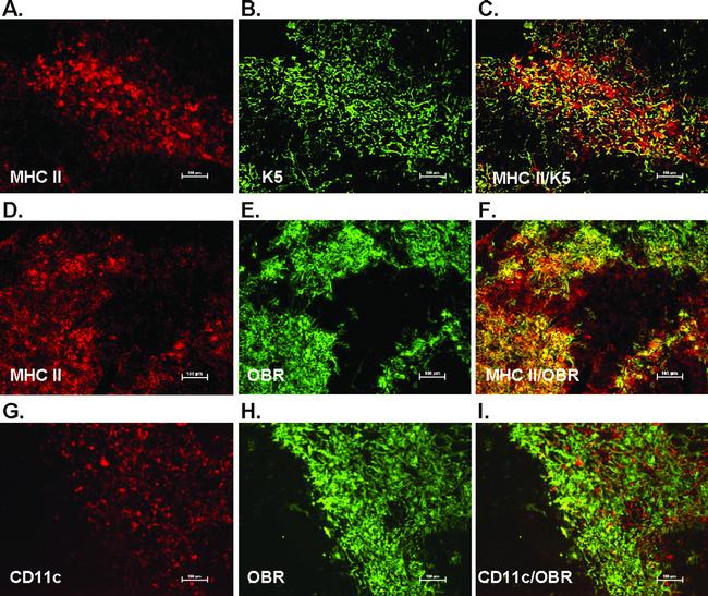 CD11c Antibody in Immunocytochemistry (ICC/IF)