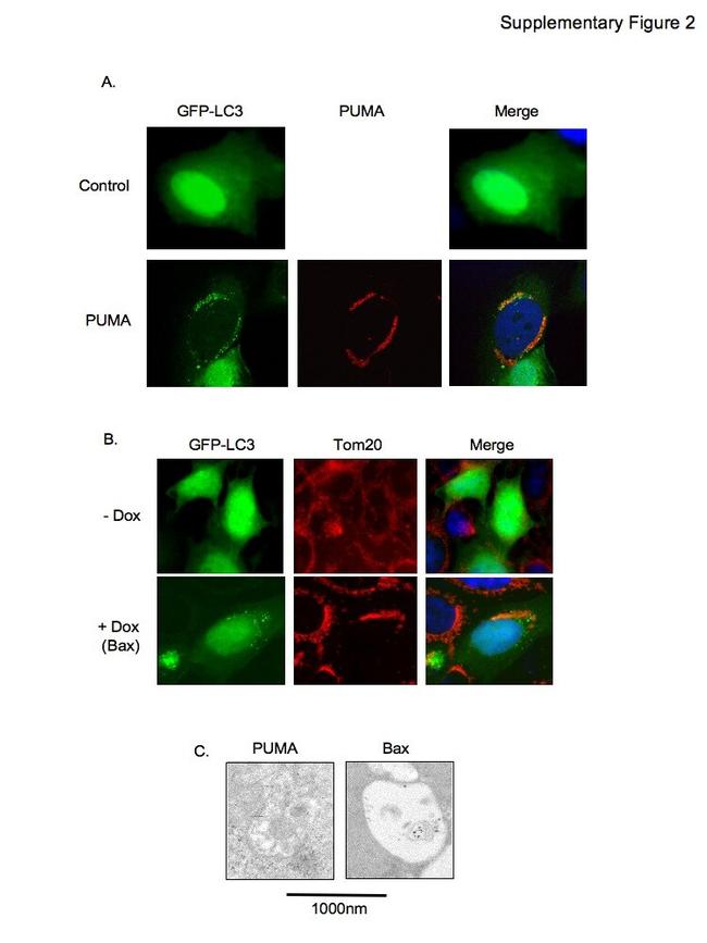 OxPhos Complex IV subunit IV Antibody in Western Blot (WB)