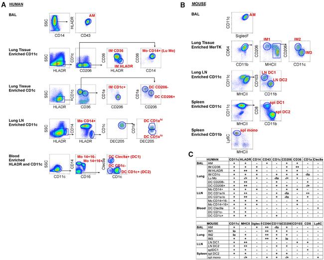 CD103 (Integrin alpha E) Antibody in Flow Cytometry (Flow)