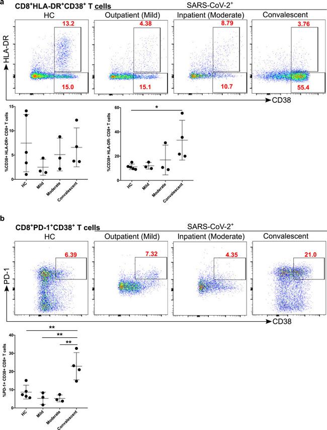 CD38 Antibody in Flow Cytometry (Flow)