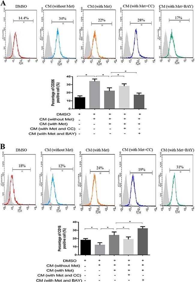 CD206 (MMR) Antibody in Flow Cytometry (Flow)