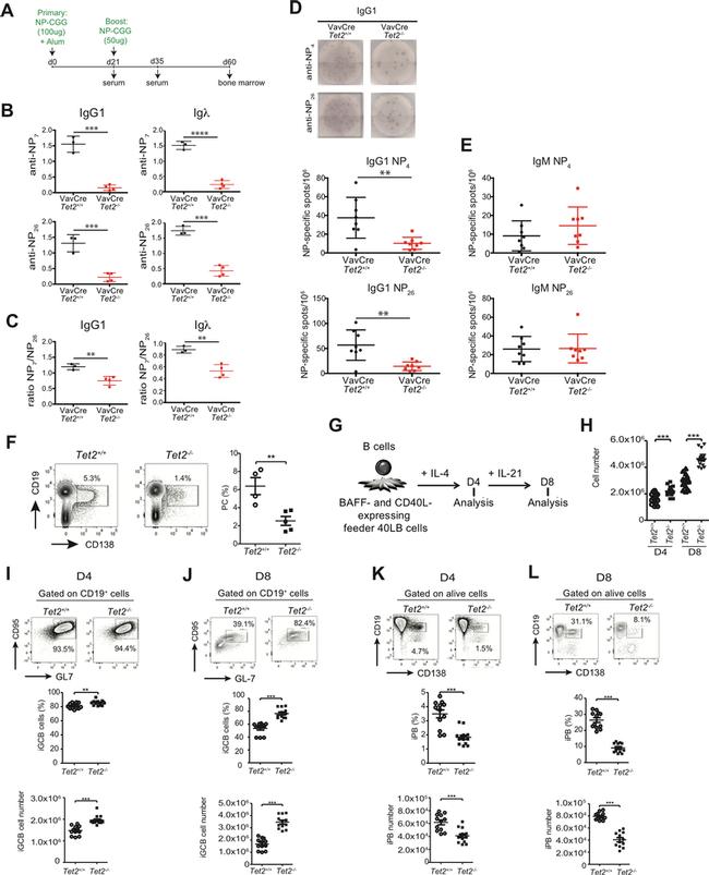 CD19 Antibody in Flow Cytometry (Flow)