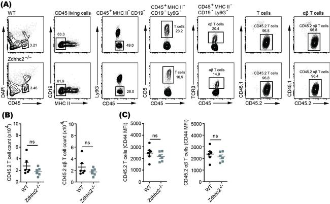 CD19 Antibody in Flow Cytometry (Flow)