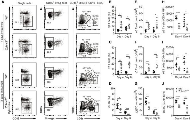 CD19 Antibody in Flow Cytometry (Flow)