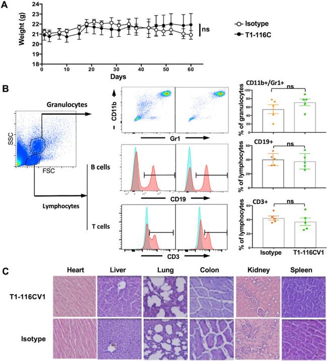 Ly-6G/Ly-6C Antibody in Flow Cytometry (Flow)