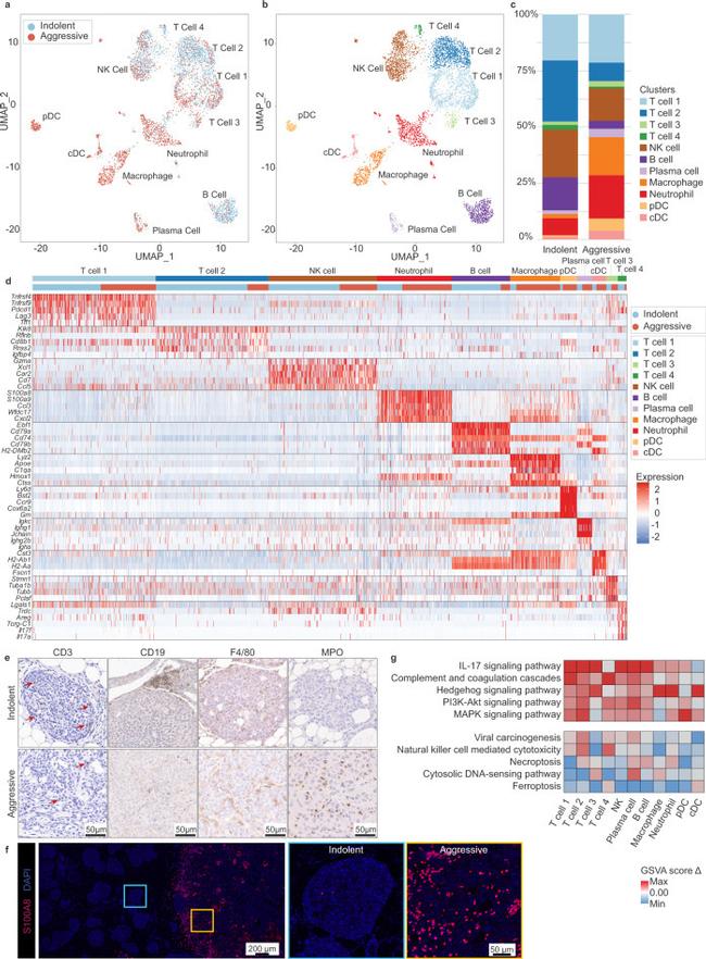 CD19 Antibody in Immunohistochemistry (IHC)