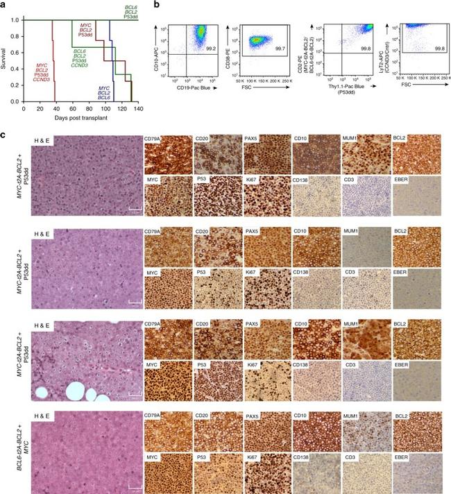 CD38 Antibody in Flow Cytometry (Flow)