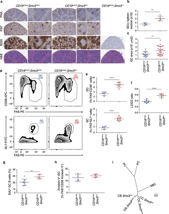 CD38 Antibody in Flow Cytometry (Flow)