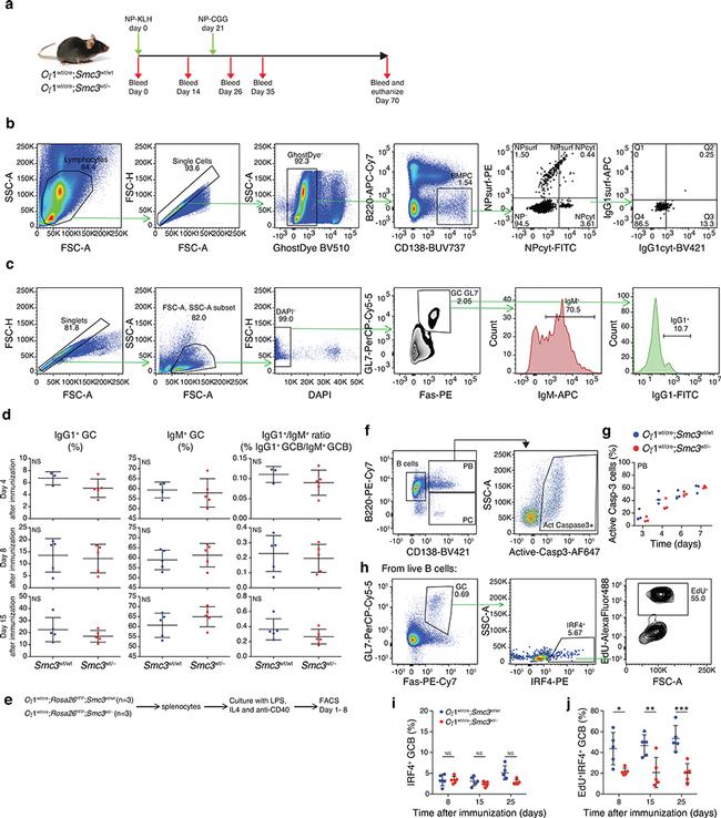 IgM Antibody in Flow Cytometry (Flow)