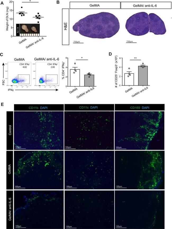 FOXP3 Antibody in Flow Cytometry (Flow)