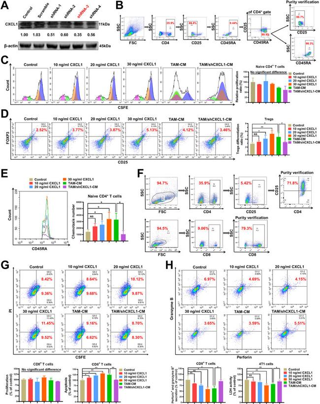 Perforin Antibody in Flow Cytometry (Flow)