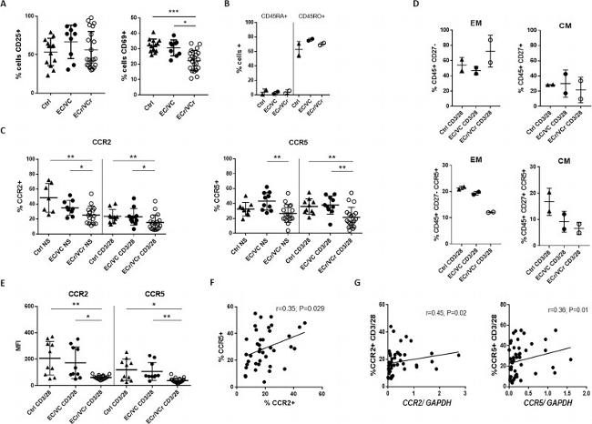 CD69 Antibody in Flow Cytometry (Flow)