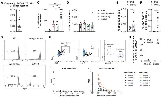 CD45.1 Antibody in Flow Cytometry (Flow)