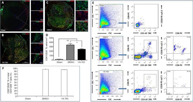 CD28 Antibody in Flow Cytometry (Flow)