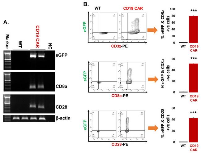 CD28 Antibody in Flow Cytometry (Flow)