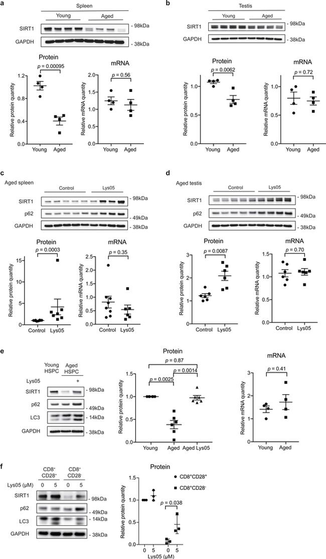 CD28 Antibody in Flow Cytometry (Flow)