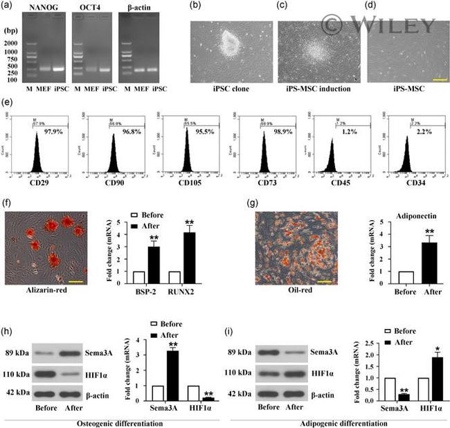 CD90 Antibody in Flow Cytometry (Flow)