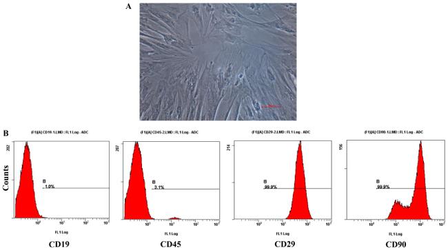 CD90.1 (Thy-1.1) Antibody in Flow Cytometry (Flow)