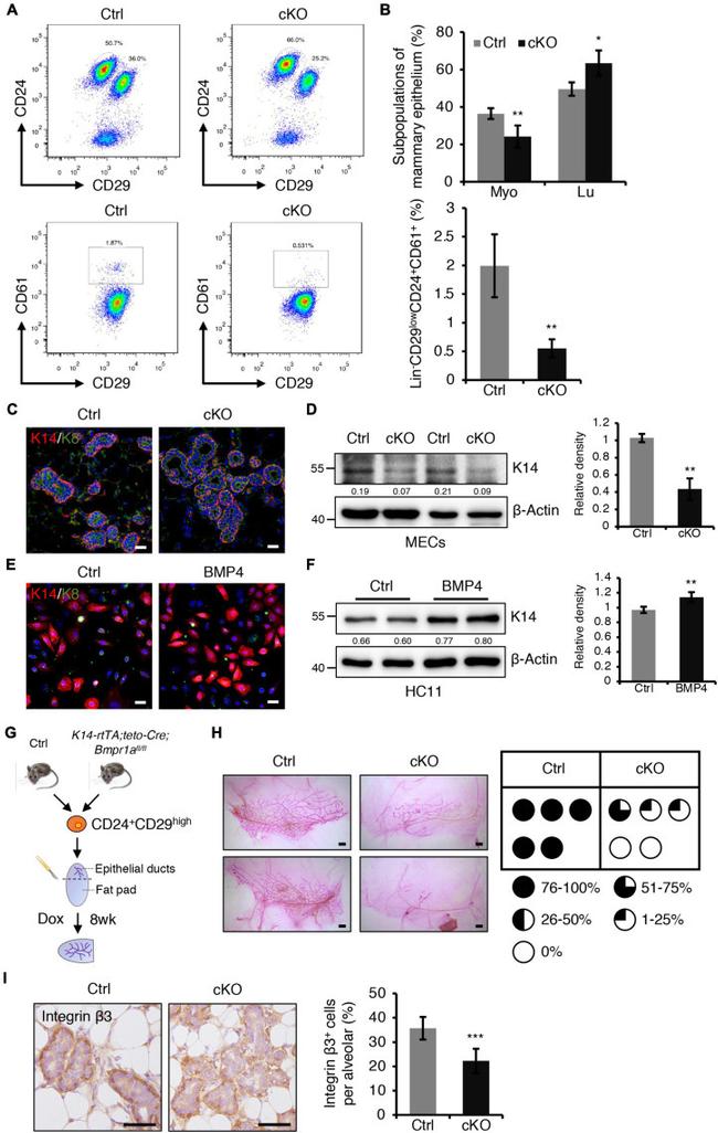 CD29 (Integrin beta 1) Antibody in Flow Cytometry (Flow)