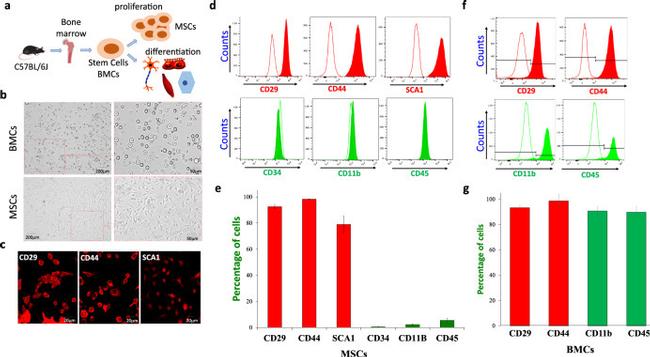 CD29 (Integrin beta 1) Antibody in Flow Cytometry (Flow)