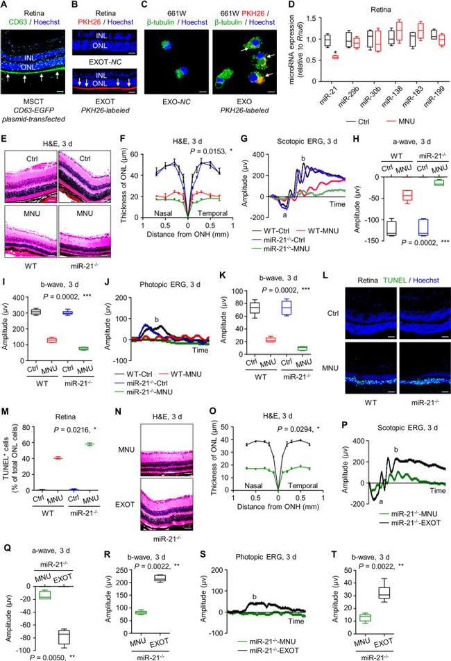 CD29 (Integrin beta 1) Antibody in Flow Cytometry (Flow)