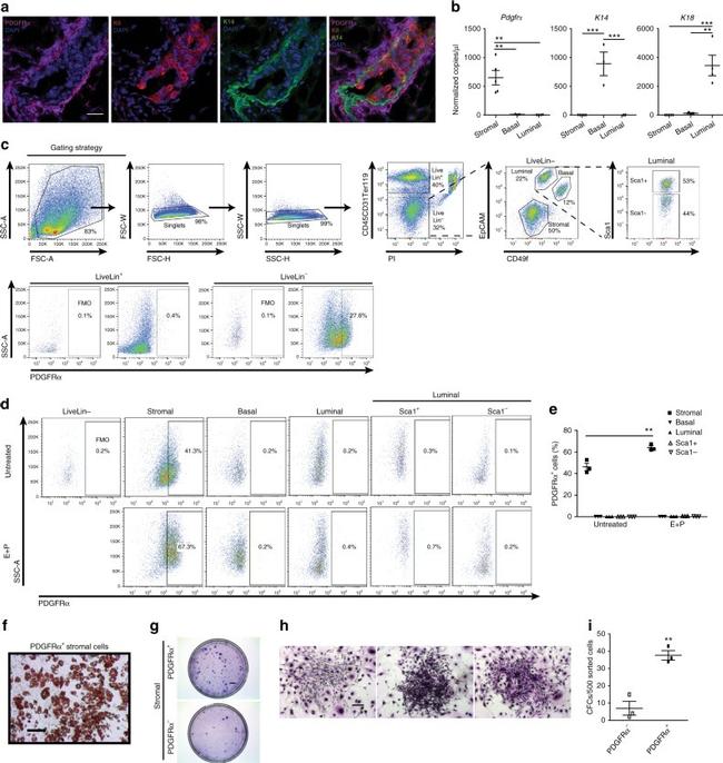 CD31 (PECAM-1) Antibody in Flow Cytometry (Flow)