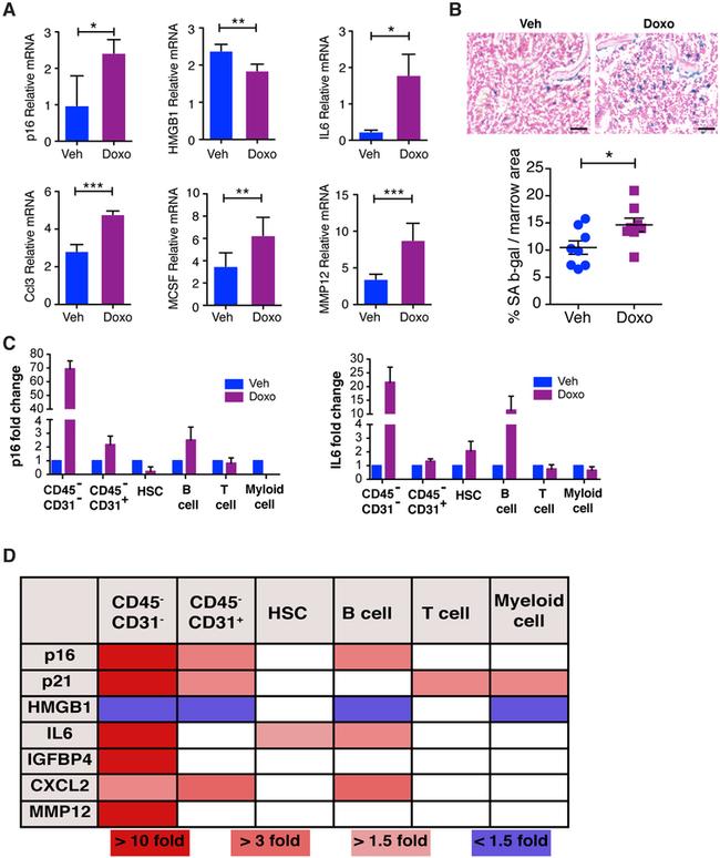 CD31 (PECAM-1) Antibody in Flow Cytometry (Flow)