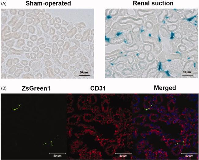 CD31 (PECAM-1) Antibody in Immunohistochemistry (Frozen) (IHC (F))