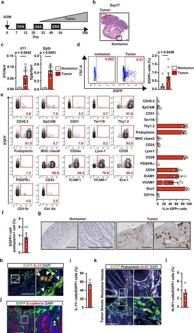 CD140a (PDGFRA) Antibody in Flow Cytometry (Flow)