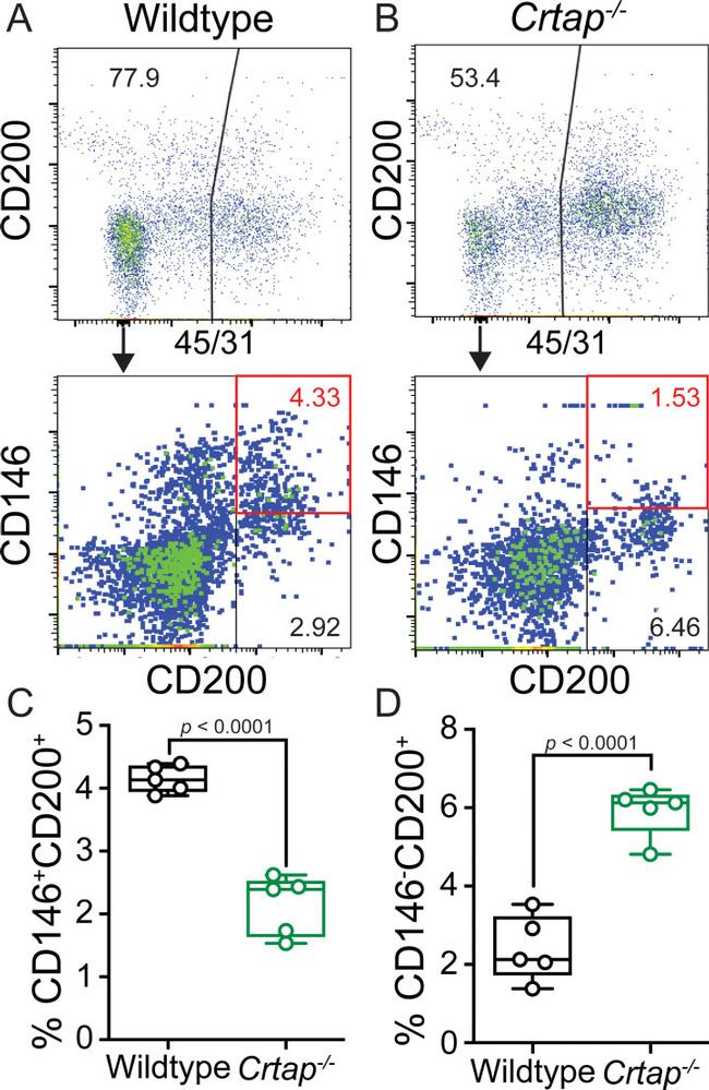 CD31 (PECAM-1) Antibody in Flow Cytometry (Flow)