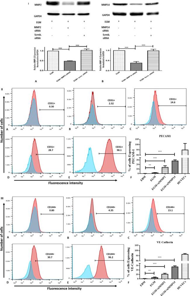 CD144 (VE-cadherin) Antibody in Flow Cytometry (Flow)