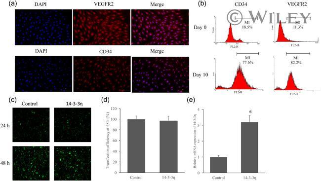 VEGF Receptor 2 Antibody in Immunocytochemistry, Flow Cytometry (ICC/IF, Flow)