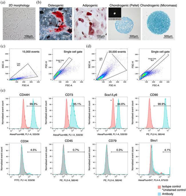 CD34 Antibody in Flow Cytometry (Flow)