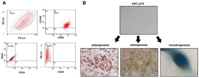 CD34 Antibody in Flow Cytometry (Flow)