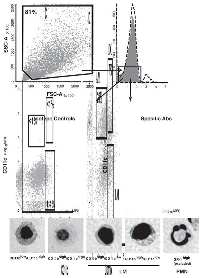 Ly-6G/Ly-6C Antibody in Flow Cytometry (Flow)